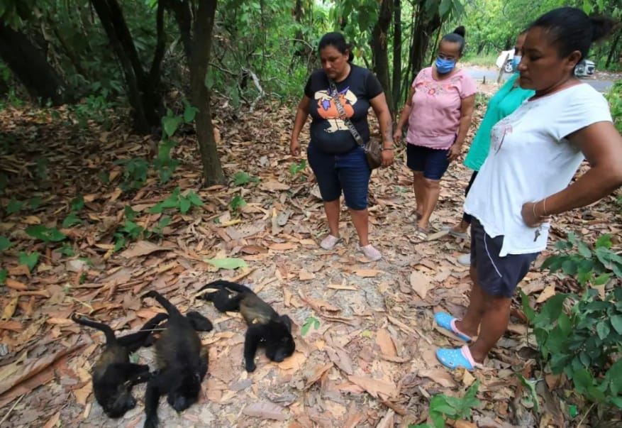 monos aulladores que han muerto debido al calor en México aumentó a 157