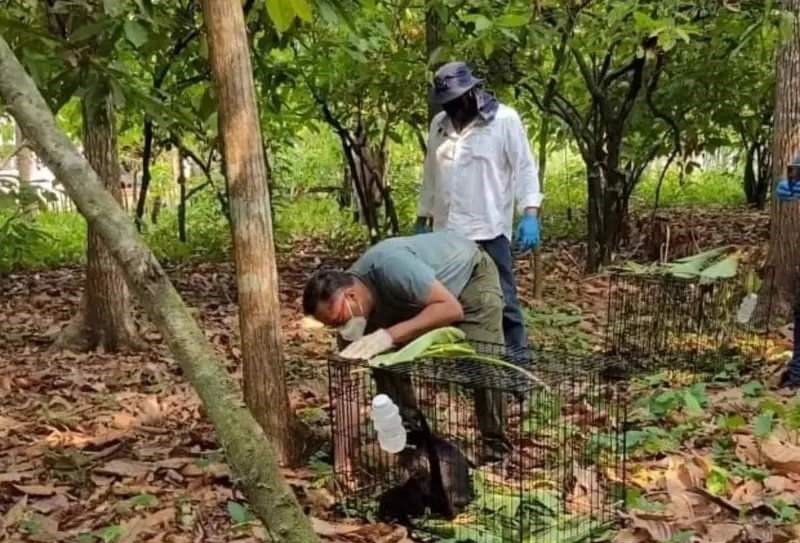 Extremo calor en México: Aumenta a 157 el número de monos aulladores muertos
