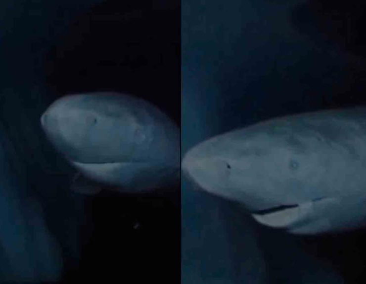 Descubren un tiburón de Groenlandia