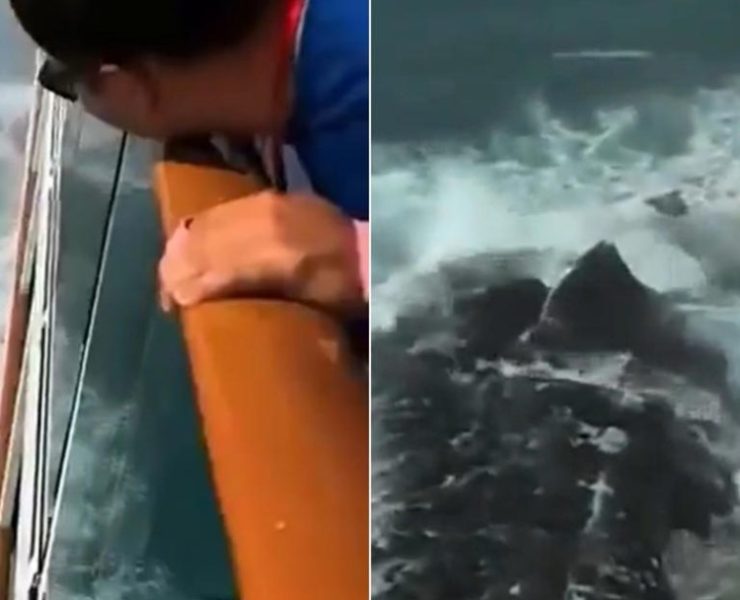 Extraña criatura aterroriza un barco