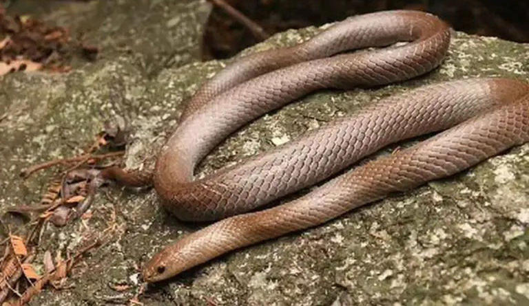 En Tailandia descubren una nueva serpiente