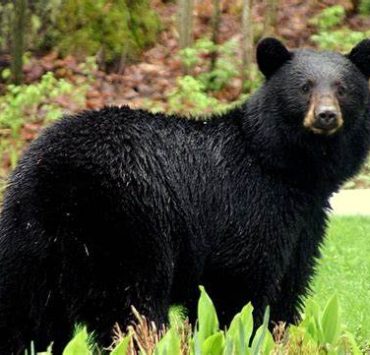 6 personas con gusanos en el cerebro