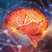 Harvard y Google mapean el cerebro