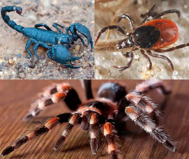 Encuentran un arácnido de 300 millones de años