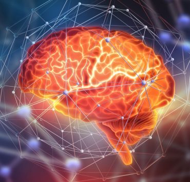 Harvard y Google mapean el cerebro