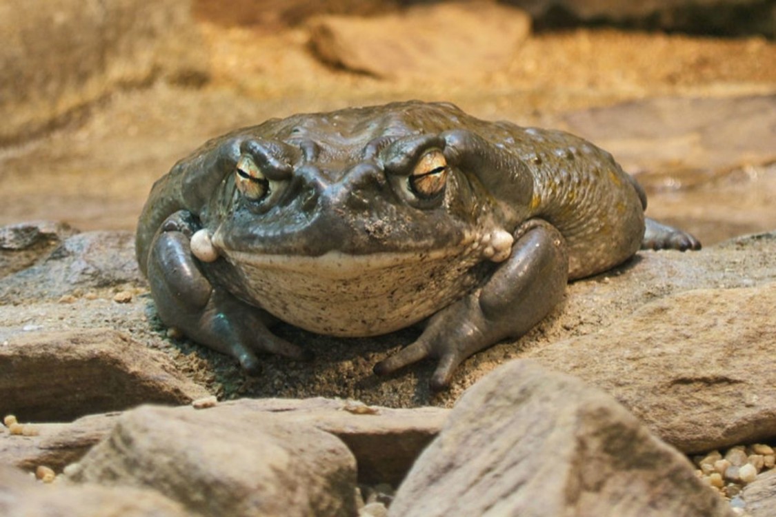 Un veneno ayudará con la depresión
