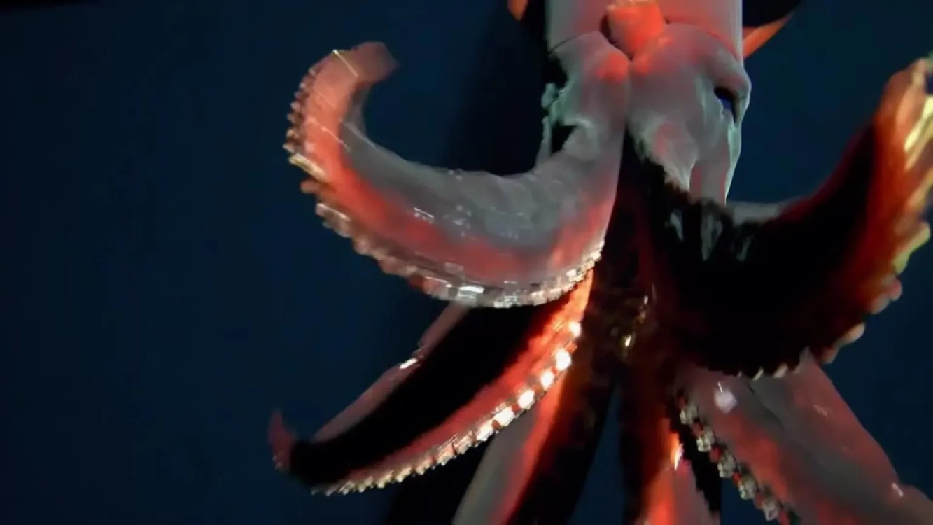 Un calamar con luces integradas