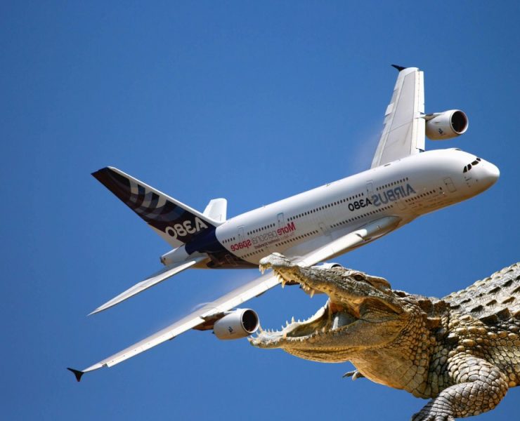 Un avión se estrelló por culpa de un cocodrilo