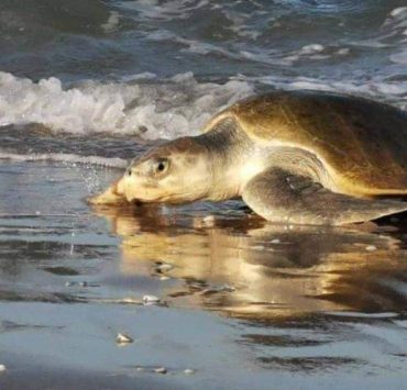 Éxito en temporada de anidación 2024 de Tortuga Lora en Tamaulipas