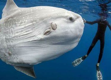 Se encontró un pez luna en la playa