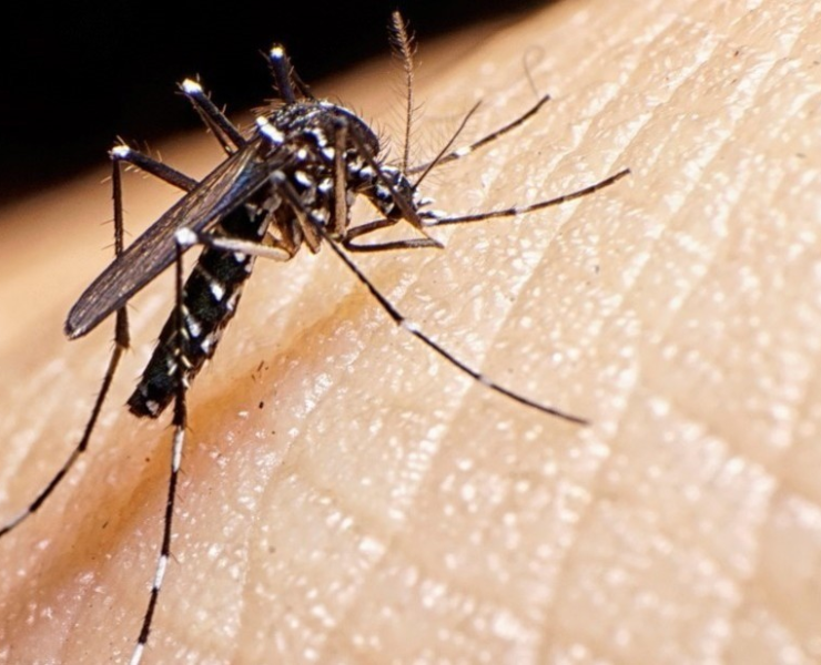 Prevención de dengue en México