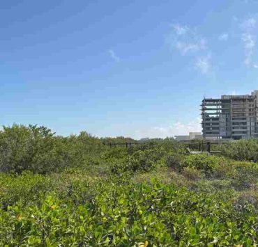 La nueva “Riviera Yucateca” arrasa con flora y fauna en Telchac Puerto