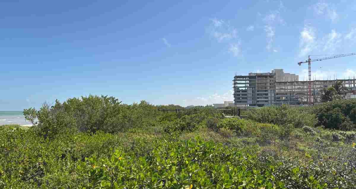 La nueva “Riviera Yucateca” arrasa con flora y fauna en Telchac Puerto